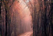 布克自绝杀雄鹿后场均仅12分 投篮命中率仅29.6% 三分8.3%.